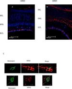 Opsin 4 Antibody in Immunohistochemistry (IHC)