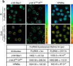 Mouse IgG (H+L) Secondary Antibody in Immunocytochemistry (ICC/IF)