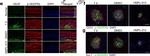 Rabbit IgG (Heavy chain) Secondary Antibody in Immunohistochemistry (Frozen) (IHC (F))