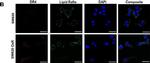 Mouse IgG (H+L) Secondary Antibody in Immunocytochemistry (ICC/IF)