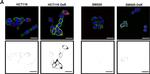 Mouse IgG (H+L) Secondary Antibody in Immunocytochemistry (ICC/IF)