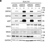 Rabbit IgG (Heavy Chain) Secondary Antibody in Western Blot (WB)