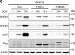 Rabbit IgG (Heavy Chain) Secondary Antibody in Western Blot (WB)