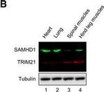 Mouse IgG (H+L) Highly Cross-Adsorbed Secondary Antibody in Western Blot (WB)