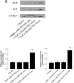 Mouse IgG (H+L) Highly Cross-Adsorbed Secondary Antibody in Western Blot (WB)