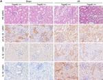 Rabbit IgG (H+L) Highly Cross-Adsorbed Secondary Antibody in Immunohistochemistry (Paraffin) (IHC (P))