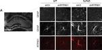 Rabbit IgG (H+L) Highly Cross-Adsorbed Secondary Antibody in Immunohistochemistry (IHC)