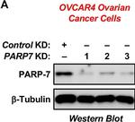 Rabbit IgG (H+L) Secondary Antibody in Western Blot (WB)