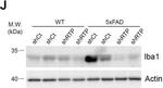 Mouse IgG (H+L) Secondary Antibody in Western Blot (WB)