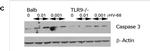 Rabbit IgG (H+L) Cross-Adsorbed Secondary Antibody in Western Blot (WB)