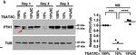 Rabbit IgG (H+L) Secondary Antibody in Western Blot (WB)