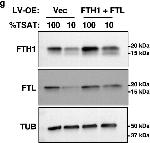 Rabbit IgG (H+L) Secondary Antibody in Western Blot (WB)