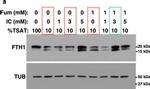 Rabbit IgG (H+L) Secondary Antibody in Western Blot (WB)