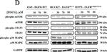 Rabbit IgG (H+L) Secondary Antibody in Western Blot (WB)