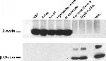 Mouse IgG (H+L) Secondary Antibody in Western Blot (WB)