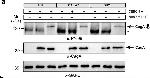 Rabbit IgG (H+L) Cross-Adsorbed Secondary Antibody in Western Blot (WB)