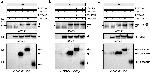 Rabbit IgG (H+L) Cross-Adsorbed Secondary Antibody in Western Blot (WB)