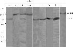 Mouse IgG (H+L) Cross-Adsorbed Secondary Antibody in Western Blot (WB)