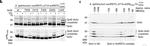 Rabbit IgG (H+L) Secondary Antibody in Western Blot (WB)