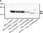 Mouse IgG (H+L) Secondary Antibody in Western Blot (WB)