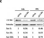 Mouse IgG (H+L) Secondary Antibody in Western Blot (WB)