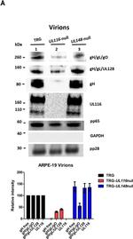 Mouse IgG (H+L) Secondary Antibody in Western Blot (WB)