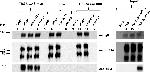 Mouse IgG (H+L) Secondary Antibody in Western Blot (WB)