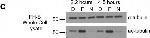 Rabbit IgG (H+L) Secondary Antibody in Western Blot (WB)