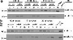 Rabbit IgG (H+L) Secondary Antibody in Western Blot (WB)