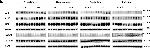 Rat IgG (H+L) Secondary Antibody in Western Blot (WB)