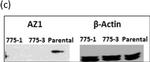 Rabbit IgG (H+L) Secondary Antibody in Western Blot (WB)