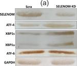 Rabbit IgG (H+L) Secondary Antibody in Western Blot (WB)