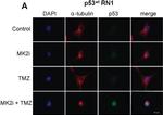 Rabbit IgG (H+L) Cross-Adsorbed Secondary Antibody in Immunocytochemistry (ICC/IF)