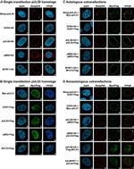 Rabbit IgG (H+L) Cross-Adsorbed Secondary Antibody in Immunocytochemistry (ICC/IF)