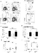 CD25 Antibody in Flow Cytometry (Flow)