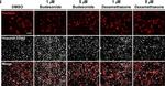 Mouse IgG (H+L) Cross-Adsorbed Secondary Antibody in Immunocytochemistry (ICC/IF)