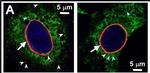 Rabbit IgG (H+L) Cross-Adsorbed Secondary Antibody in Immunocytochemistry (ICC/IF)