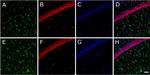 Mouse IgG (H+L) Cross-Adsorbed Secondary Antibody in Immunohistochemistry (Frozen) (IHC (F))