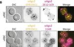 Rat IgG (H+L) Cross-Adsorbed Secondary Antibody in Immunocytochemistry (ICC/IF)