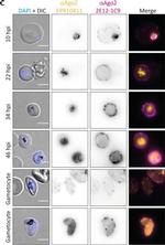 Mouse IgG (H+L) Highly Cross-Adsorbed Secondary Antibody in Immunocytochemistry (ICC/IF)