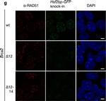 Rabbit IgG (H+L) Cross-Adsorbed Secondary Antibody in Immunocytochemistry (ICC/IF)