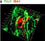 Mouse IgG (H+L) Cross-Adsorbed Secondary Antibody in Immunocytochemistry (ICC/IF)