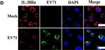 Rabbit IgG (H+L) Cross-Adsorbed Secondary Antibody in Immunocytochemistry (ICC/IF)