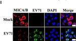 Rabbit IgG (H+L) Cross-Adsorbed Secondary Antibody in Immunocytochemistry (ICC/IF)