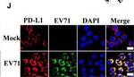 Rabbit IgG (H+L) Cross-Adsorbed Secondary Antibody in Immunocytochemistry (ICC/IF)