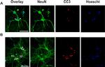 Rabbit IgG (H+L) Cross-Adsorbed Secondary Antibody in Immunocytochemistry (ICC/IF)