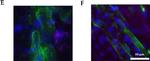 Mouse IgG (H+L) Cross-Adsorbed Secondary Antibody in Immunocytochemistry (ICC/IF)