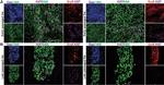 Rabbit IgG (H+L) Highly Cross-Adsorbed Secondary Antibody in Immunohistochemistry (IHC)