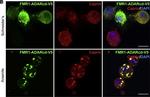 Mouse IgG (H+L) Cross-Adsorbed Secondary Antibody in Immunocytochemistry (ICC/IF)