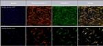 Mouse IgG (H+L) Cross-Adsorbed Secondary Antibody in Immunocytochemistry (ICC/IF)